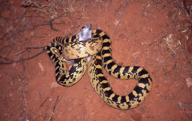 es erscheint uns grausam: die Kraft der Umschlingung bricht dem Hörnchen die Knochen - (außer Konkurrenz) - auch das ist Natur