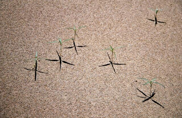 es sprießt aus kargem Boden