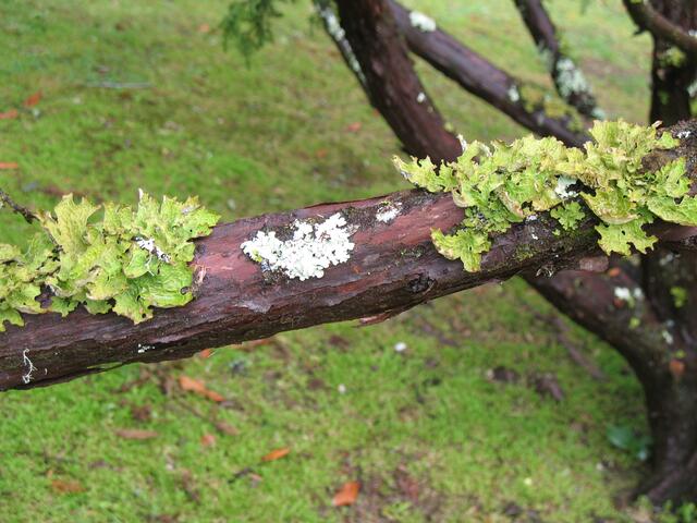 Sie haben den Stamm "erobert".