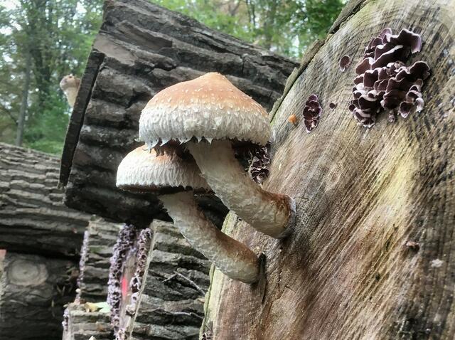 Pilze wie drangeklebt.