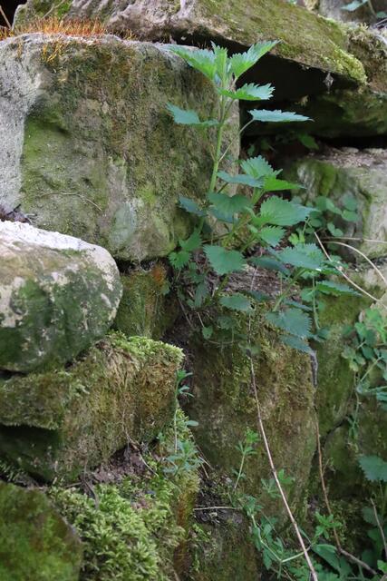 Die Kraft der Brennnessel