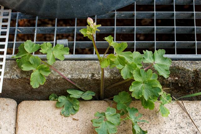 Diese Akekei wächst jedes Jahr neu in dieser Ritze