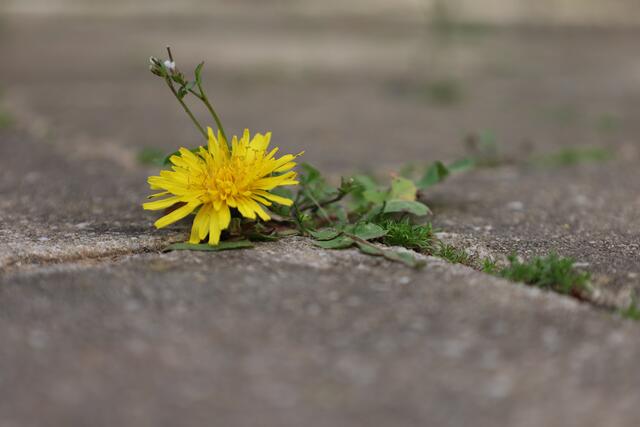 Platz ist in der kleinsten Ritze