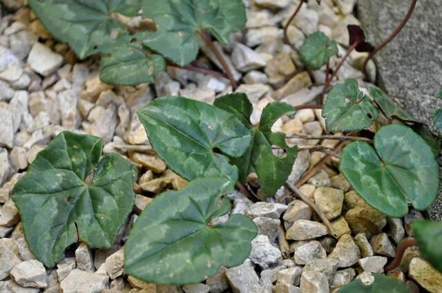 Zur Not wachsen wir im Split