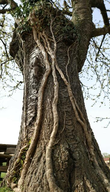 Kirschbaum als Rankhilfe