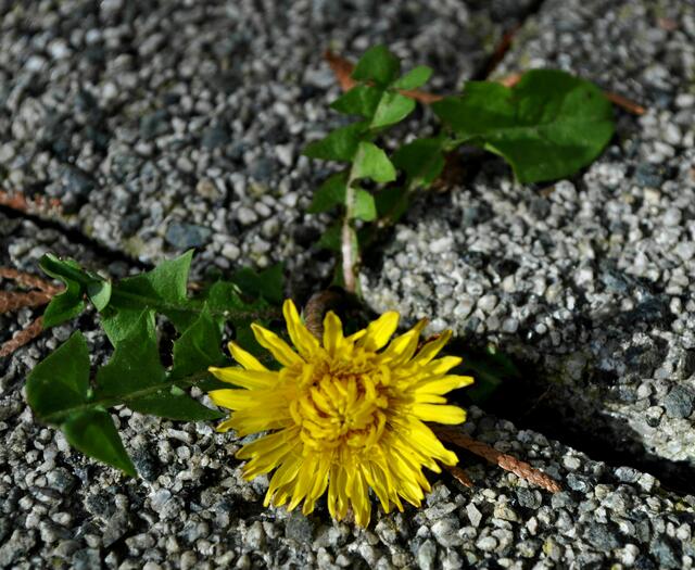 Platz ist in der kleinsten Ritze