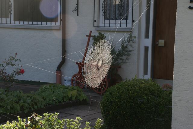 hauchdünne Spinnenfäden halten das Netz