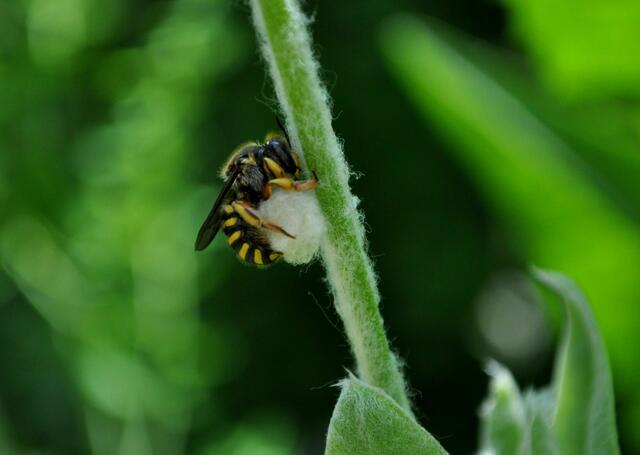 Wollbiene bei der Arbeit