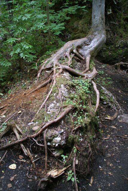 Wurzeln auf kargem Boden