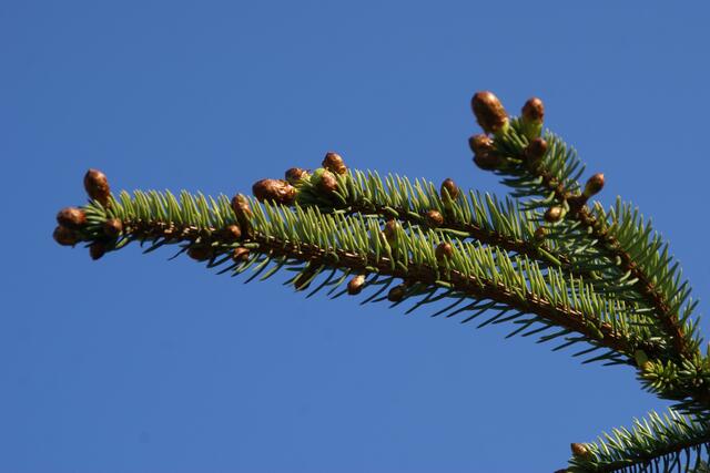 gleich sprengen die jungen Triebe die Hüllen