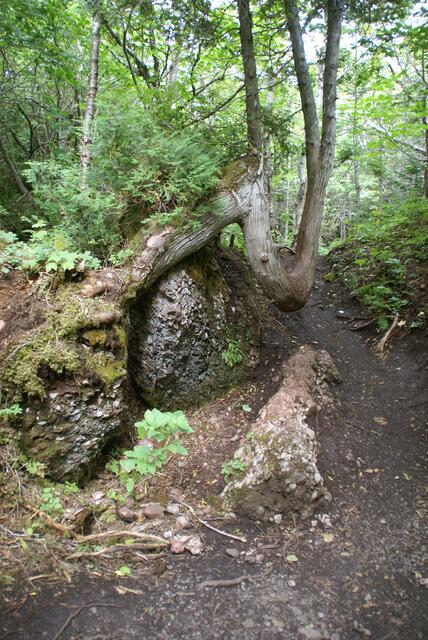 der alte Stamm - Lebensgrundlage für die "Nachkömmlinge"
