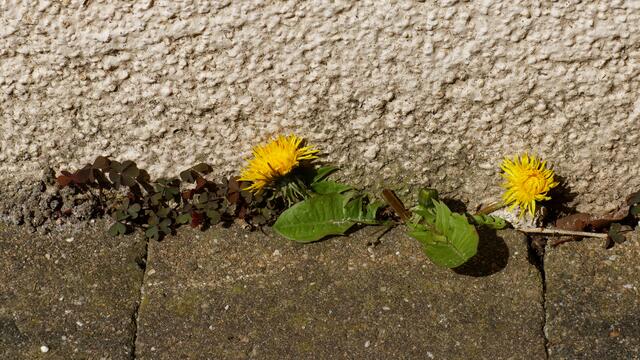 Platz ist in der kleinsten Ritze
