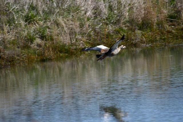 Nilgans im Anflug