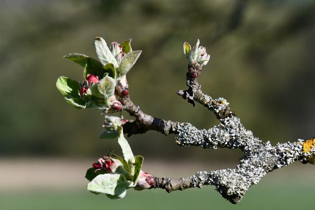 ...ich will blühen...
