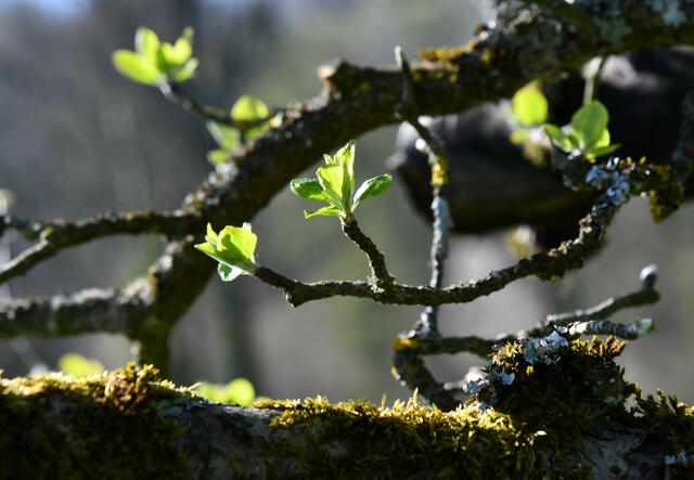 Knochiger Baum mit saftigen grünen Knospen