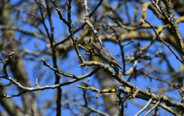 Suchbild