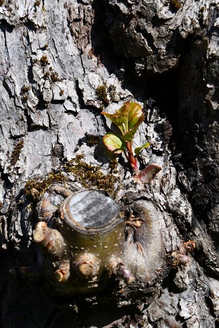 ...ich geb nicht auf...