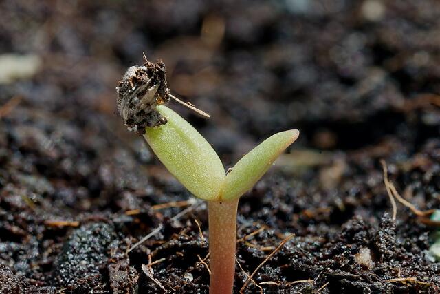 Keimender Opuntiasamen