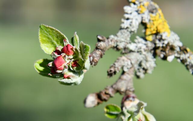 Knospen von einem Apelbaum