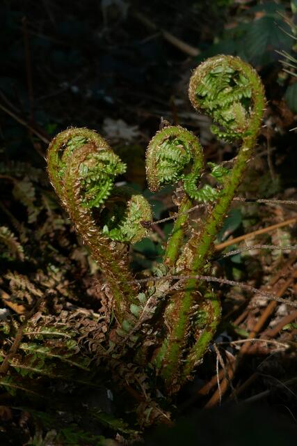 Farn - ich will mich entfalten