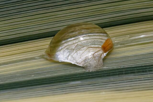 Keimendes Samenkorn in Regentropfen