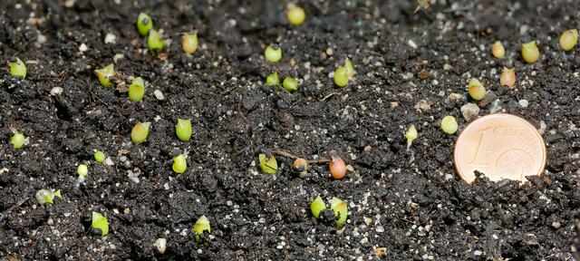Echinocereus-Sämlinge