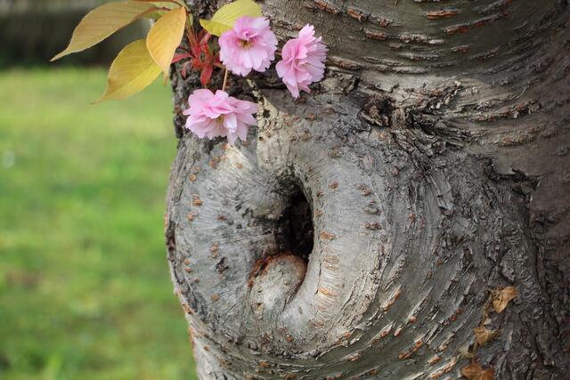 Alter Baum mit junger Blüte