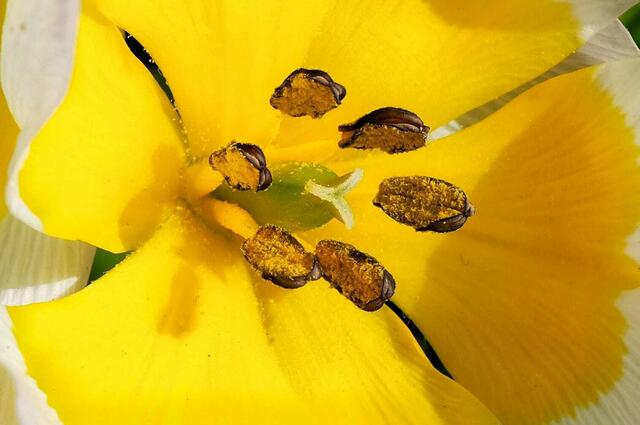 Blütenpollen der Tulpe