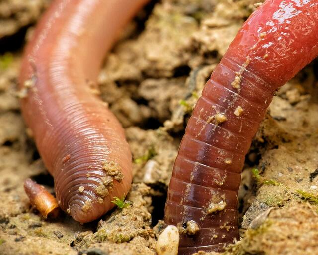 Regenwurm gräbt sich durch den Garten