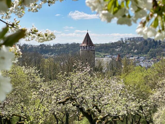 Burg Möckmühl | Frühling im Jagsttal