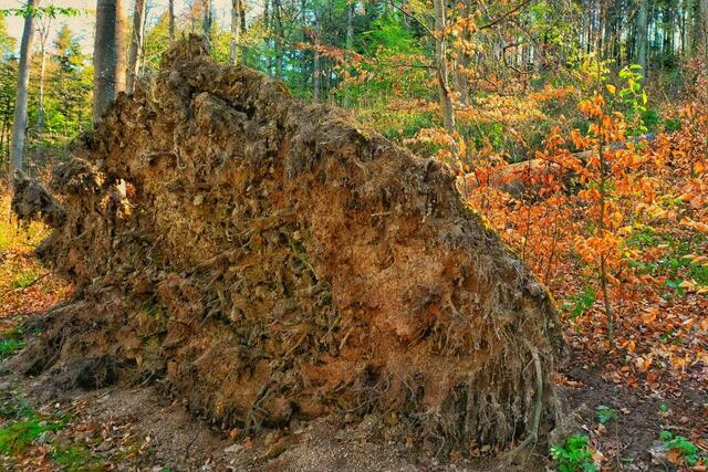 Entwurzelter Baum