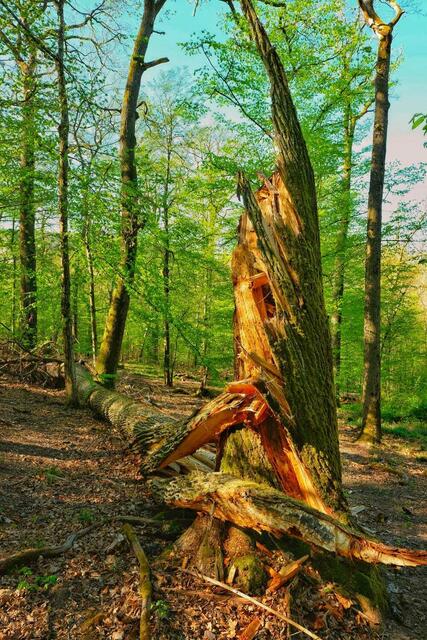 Sturmschaden im Eppinger Wald