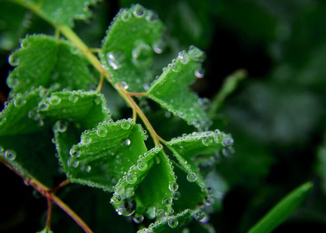 Oberflächenspannung