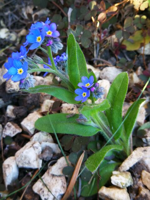 Vergissmeinnicht erobert sich seinen Platz im Kiesbett