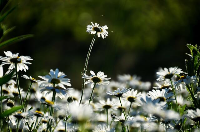 Aus der Reihe tanzen
