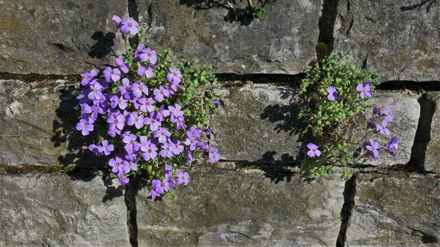 Beim Osterspaziergang entdeckt: "Mauerblümlein"