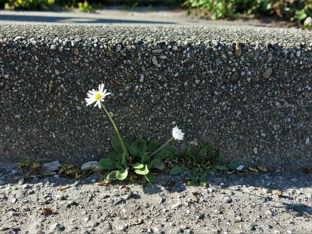 Ein einsames Gänseblümlein, zwischn Straße und Bordstein.