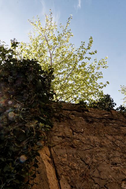 Birke auf Kirchenmauer