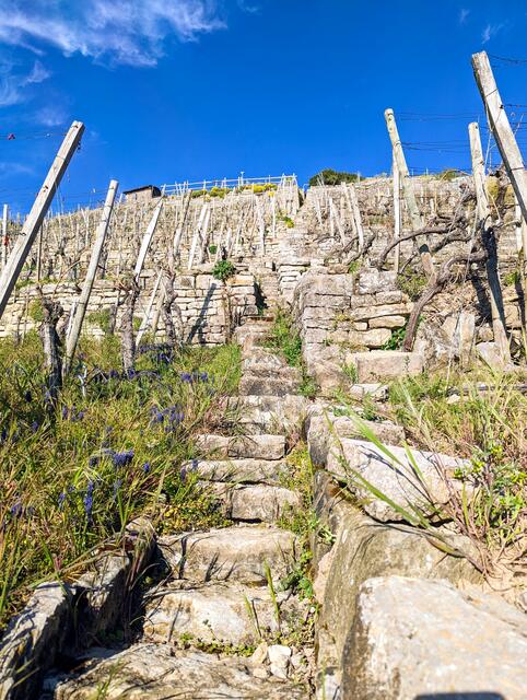 durch die Weinberge hinauf zum Krappenfelsen