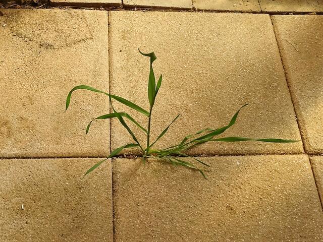 Ein Weizenkorn ist zwischen den Fugen in unserem Schuppen aufgegangen