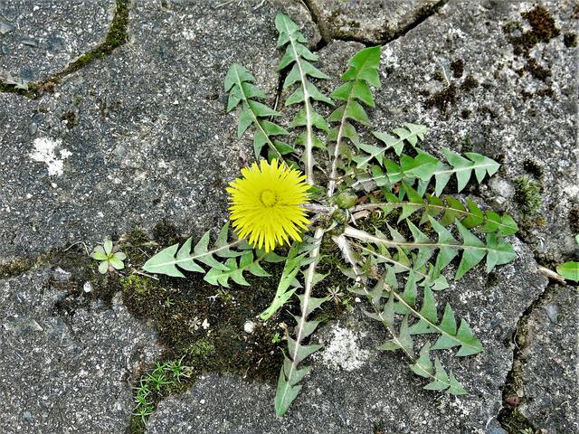 Der Löwenzahn breitet sich blühend in der Hofeinfahrt aus.