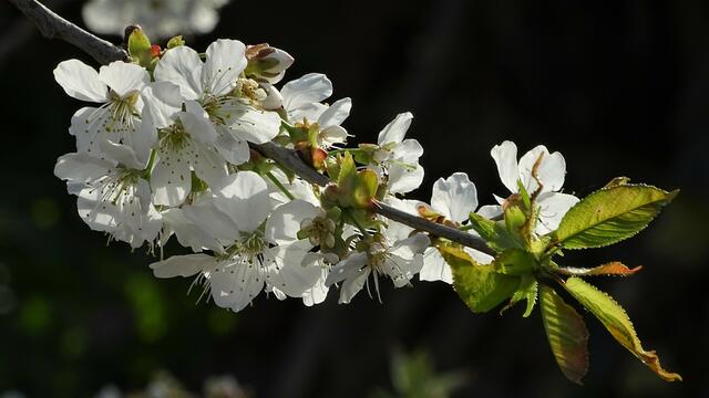 Kirschblüte 2022, trotz vorausgegangenem Frost.