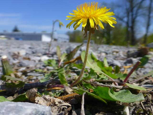 Egal wie grau, ich suche den Platz an der Sonne