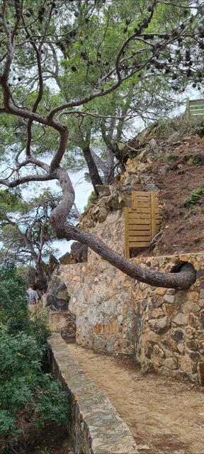 Baum sucht sich seine eigene Richtung