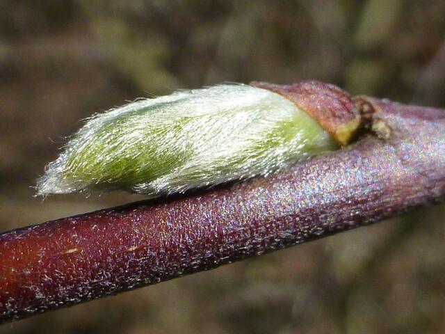 Ich glaub' ich platze gleich