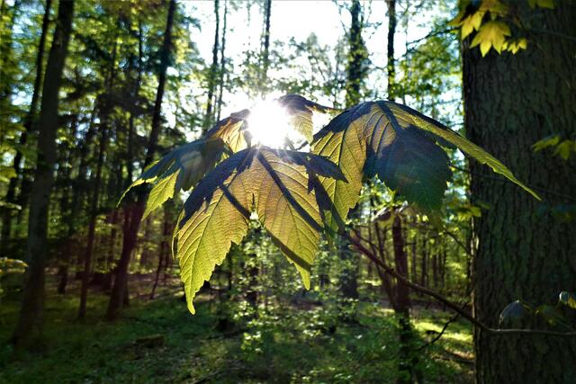 Das Licht materialisiert sich