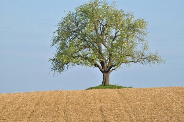 Es lasse die Erde aufgehen Gras und Kraut ...und fruchtbare Bäume ...(1. Mose 1,11)