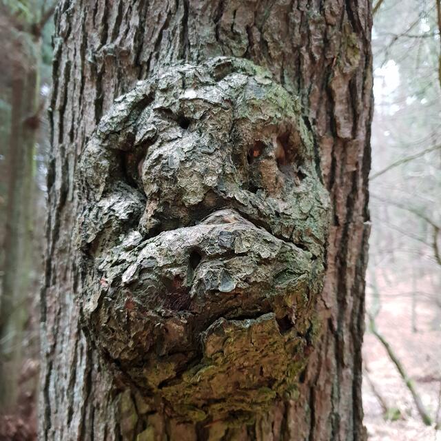Dieses Gesicht hat Heimatreporter Eduard Warenik in einem Baum entdeckt. | Foto: Eduard Warenik