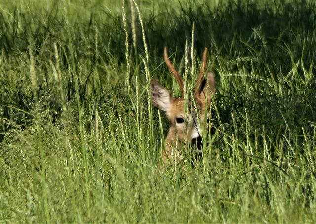 Versteckte Wehrhaftigkeit