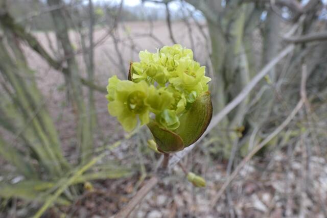 Ahornblüte